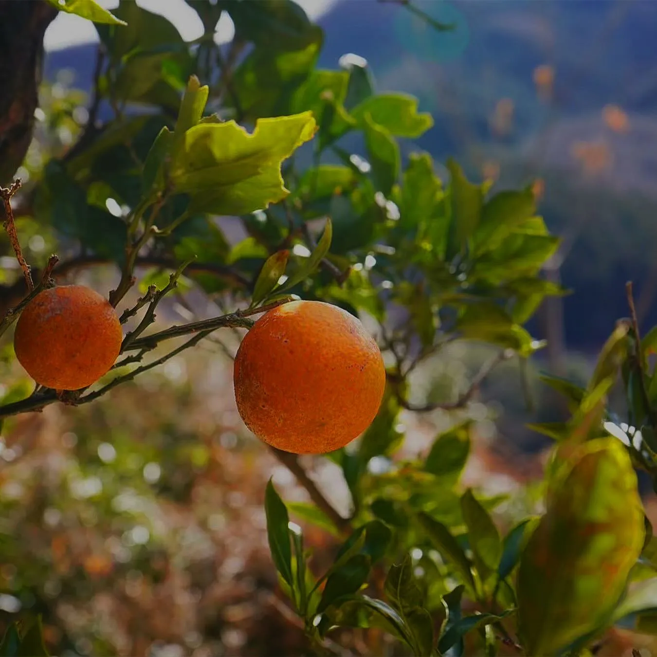 寄居町の風布蜜柑
