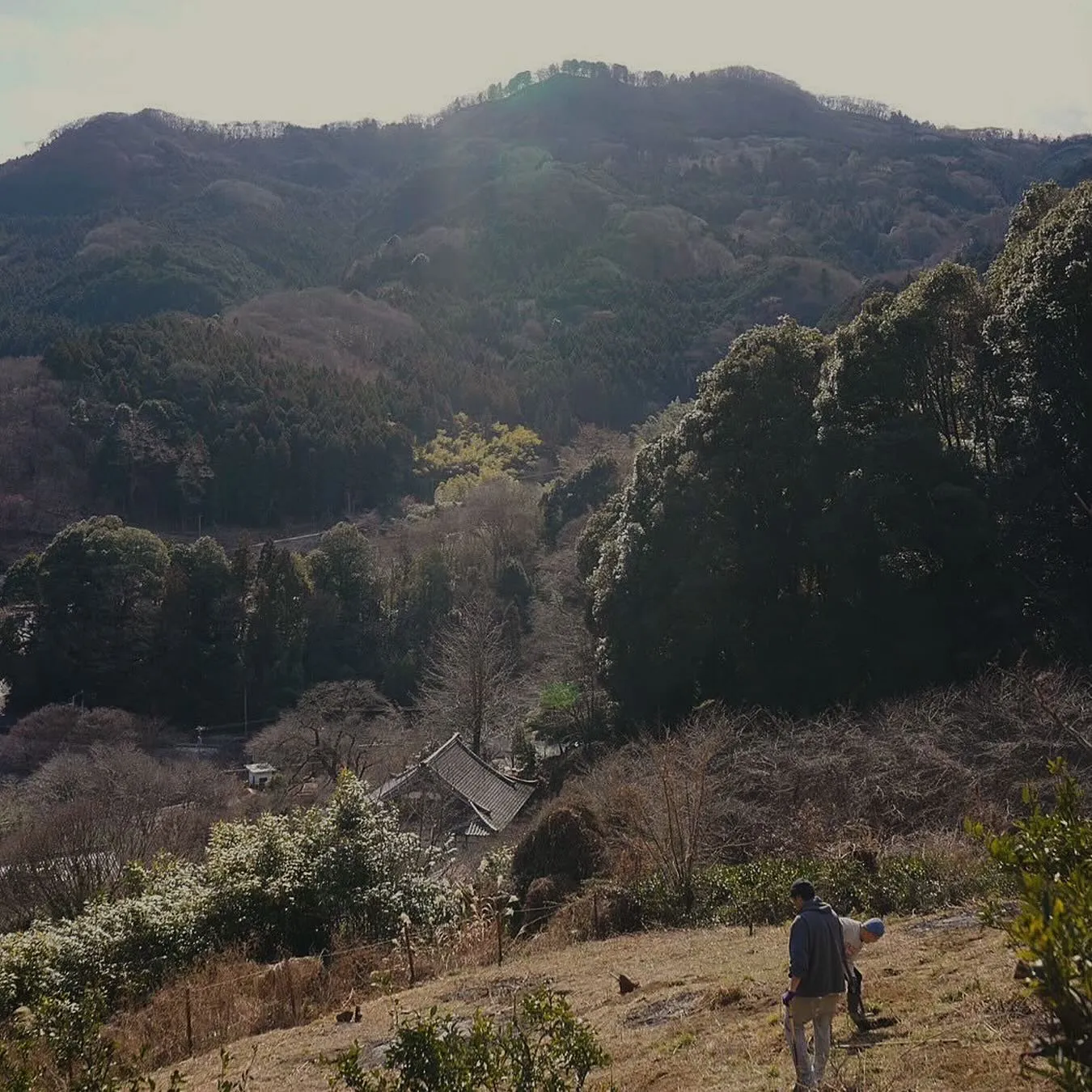 自身も参加させて頂いてる耕作放棄地の蜜柑の再生。