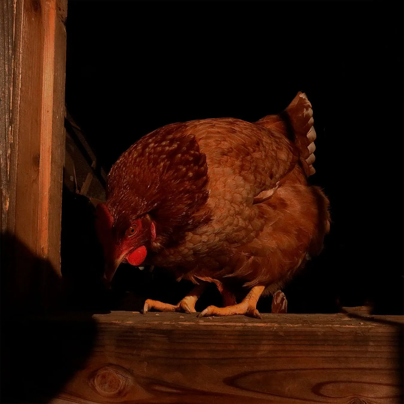 自然と人間の共生のロジックを基に育てられる