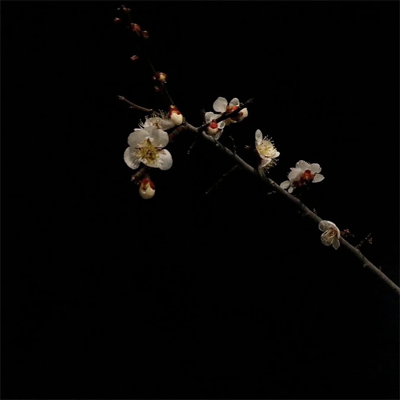 東風吹かば匂ひおこせよ梅の花