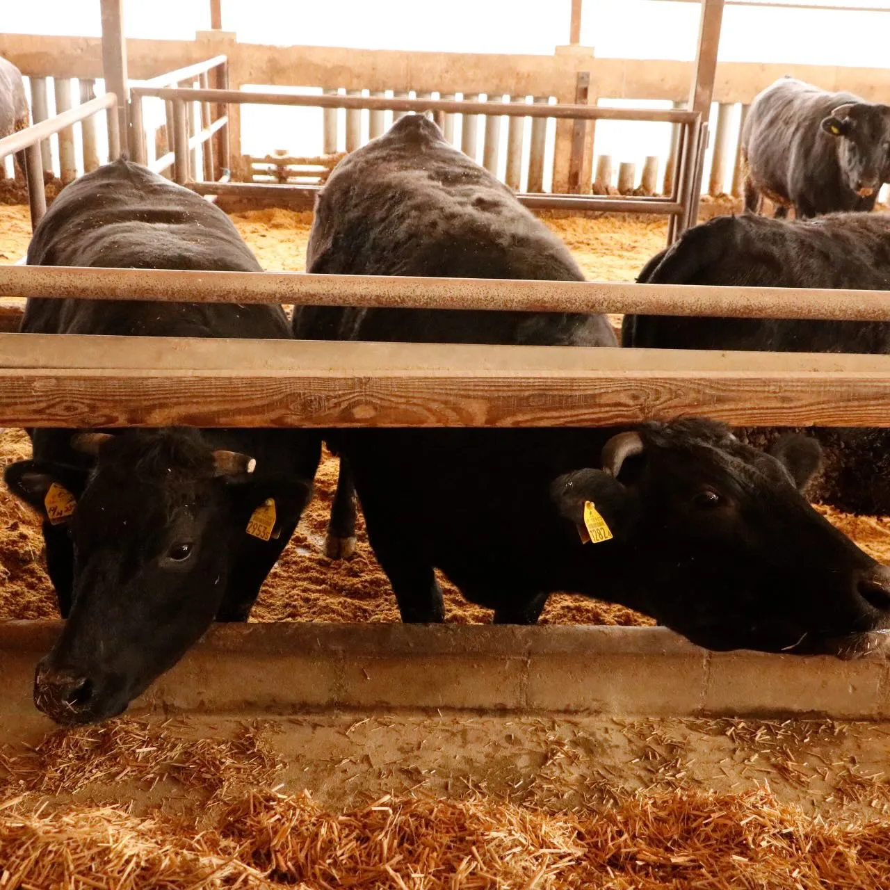 熊本県『菊池ユートピアファーム』