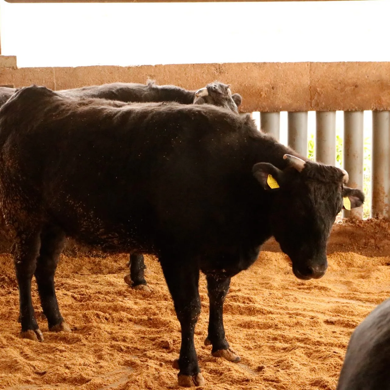 熊本県『菊池ユートピアファーム』